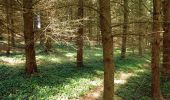 Percorso Cavallo Iffendic - Au coeur des légendes dans la forêt de Paimpont - Photo 2