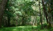 Tocht Paard Iffendic - Au coeur des légendes dans la forêt de Paimpont - Photo 5