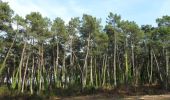 Excursión Senderismo Anglet - Forêts de Pignada et Chiberta - Anglet - Photo 1