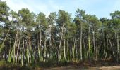 Randonnée Marche Anglet - Forêts de Pignada et Chiberta - Anglet - Photo 1