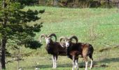 Tour Wandern Bayons - Baudinard - Lac des Monges - Crête du Raus - Photo 1