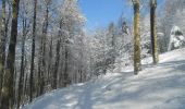 Tour Schneeschuhwandern Büssing - Le Drumont par la Hutte - Bussang  - Photo 1