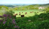 Tour Wandern Champoly - Le Bois des Côtes, les Gorges de Corbillon et le Château d'Urfé - Champoly - Photo 3