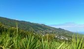 Tour Wandern Saint-Leu - La Réunion - Secteur Saint Leu - Boucle Saint-Christophe par les sentiers de la Salette et Pavé. - Photo 6