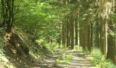 Trail Walking Burg-Reuland - Ouren - Natura 2000, des sites qui valent le détour, Lg16 - Photo 8