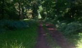 Trail Walking Limbourg - Zoé dans les bois de la Louveterie. - Photo 2