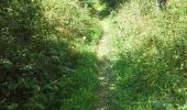 Trail Walking Nassogne - Nassogne 27 juillet 2014 - Photo 4