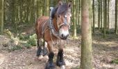 Trail Equestrian Bastogne - Livarchamps Al Voye de Sainlez vers L 8814 Haras de Martelinville 27kms - Photo 2