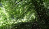 Trail Walking Chimay - Bois de Blaimont - Circuit Natura 2000, des sites qui valent le détour - Ht3 - Photo 4