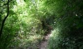 Trail Walking Chimay - Bois de Blaimont - Circuit Natura 2000, des sites qui valent le détour - Ht3 - Photo 6