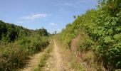 Trail Walking Attert - Nothomb - Circuit Natura 2000, des sites qui valent le détour - Lx14 - Photo 14