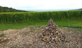 Trail Walking Dorlisheim - Escapade dans le vignoble de Dorlisheim - Photo 2