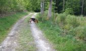 Trail Walking Nassogne - Masbourg - Photo 5