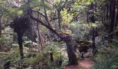 Randonnée Marche Le Tampon - sentier botanique  - Photo 1
