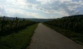 Trail Walking Schengen - wellestein tour 1 - Photo 3