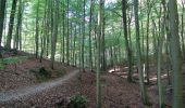 Trail Walking Uccle - Ukkel - Balade en Forêt de Soignes - Photo 2