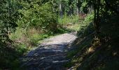Trail Walking La Roche-en-Ardenne - Bérismenil - Circuit Natura 2000, des sites qui valent le détour - Lx19 - Photo 8