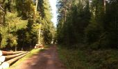 Trail Walking Dambach - balade de la mort :-) - Photo 8