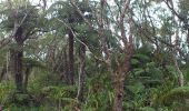 Percorso Marcia Salazie - La Réunion - Boucle dans la forêt de Belouve - Point de vue du Trou de fer - Photo 19
