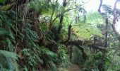 Tour Wandern Salazie - La Réunion - Boucle dans la forêt de Belouve - Point de vue du Trou de fer - Photo 18