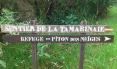 Percorso Marcia Salazie - La Réunion - Boucle dans la forêt de Belouve - Point de vue du Trou de fer - Photo 15