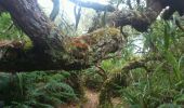 Tour Wandern Salazie - La Réunion - Boucle dans la forêt de Belouve - Point de vue du Trou de fer - Photo 14