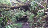Excursión Senderismo Salazie - La Réunion - Boucle dans la forêt de Belouve - Point de vue du Trou de fer - Photo 11
