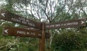 Tour Wandern Salazie - La Réunion - Boucle dans la forêt de Belouve - Point de vue du Trou de fer - Photo 5
