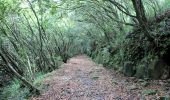 Trail Walking Saint-Benoît - La Réunion -  Boucle du sentier des Ravenales - Photo 4