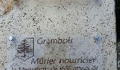 Tour Wandern Grambois - grambois - Photo 6