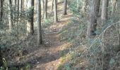 Trail Walking Walscheid - rando_izzie - Photo 2