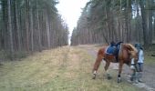 Trail Horseback riding Lanaken - lanaken ter biessen - Photo 2