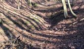 Trail Walking Uccle - Ukkel - Forêt de Soignes: entre source laineuse et Vuylbeek - Photo 5