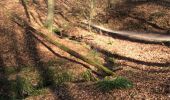 Trail Walking Uccle - Ukkel - Forêt de Soignes: entre source laineuse et Vuylbeek - Photo 1