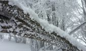 Percorso Racchette da neve Léoncel - échaillon chovet sausse gampalloux - Photo 6