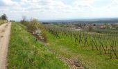 Randonnée Marche Andlau - Depuis Andlau vers le village viticole de Mittelbergheim - Photo 5