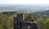 Randonnée Marche Dambach-la-Ville - Les ruines de Bernstein et d'Ortenbourg par la forêt - Photo 16