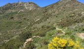 Trail Walking Collioure - COLLIOURE 66 - Ermitage ND de consolation - tour MADELOC - Photo 18