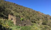 Trail Walking Collioure - COLLIOURE 66 - Ermitage ND de consolation - tour MADELOC - Photo 14