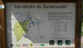 Trail Walking Marmoutier - Circuit du Tannenwald - Photo 14