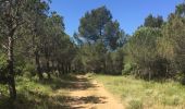 Trail Walking Agel - Agel Forest - Photo 7