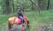 Trail Equestrian Baelen - porte de drossard - Photo 4