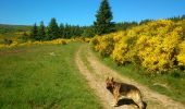 Trail Walking Saulzet-le-Froid - Le Puy Baladou - Photo 1