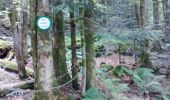 Trail Walking Plancher-les-Mines - La Planche des Belles Filles - Photo 4