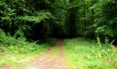 Trail Walking Ivors - en forêt de Retz_35 _ Ivors_le rond Capitaine et les bruyères de Gondreville_AR - Photo 5