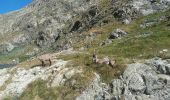 Randonnée Autre activité Tende - lac agnel boucle - Photo 18