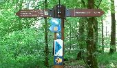 Trail Walking Clervaux - Heinerscheid - Photo 3
