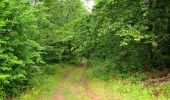Trail Walking Ivors - en forêt de Retz_38_Ivors_le buisson de Walligny_AR - Photo 15