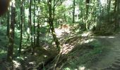 Trail Walking Arlon - Guirsch, vallée des  moulins - Photo 12