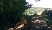 Trail Walking Paulinet - sentier  des chevreuils  - Photo 12